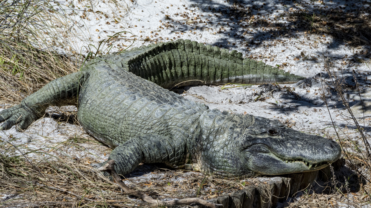 20160217-120242••Fort Walton Beach•Florida•USA